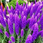 Lavender plants in bloom at a local nursery.