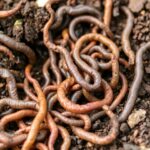 Close-up of various worms in garden soil.