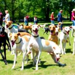 Whippets playing in a sunny park with people.