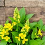 Fresh mullein leaves and flowers on wooden background.