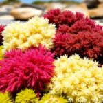 Colorful sea moss on a sandy beach background.